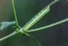 Orthosia gothica